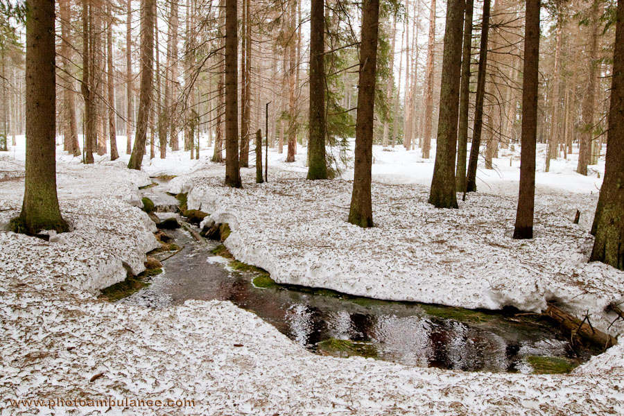 Harz VII - ... cinnamon...
