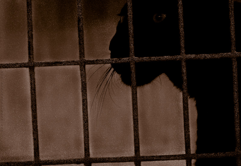 Cappuccino with Triple Espresso