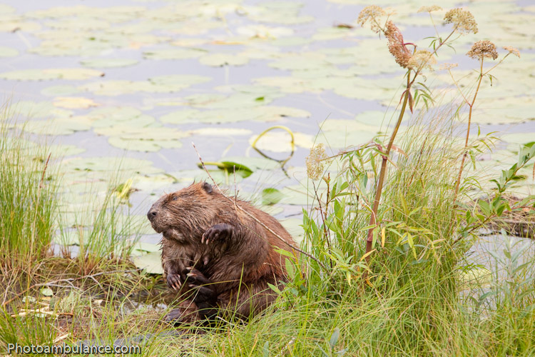 Canadian Supermodel Topless