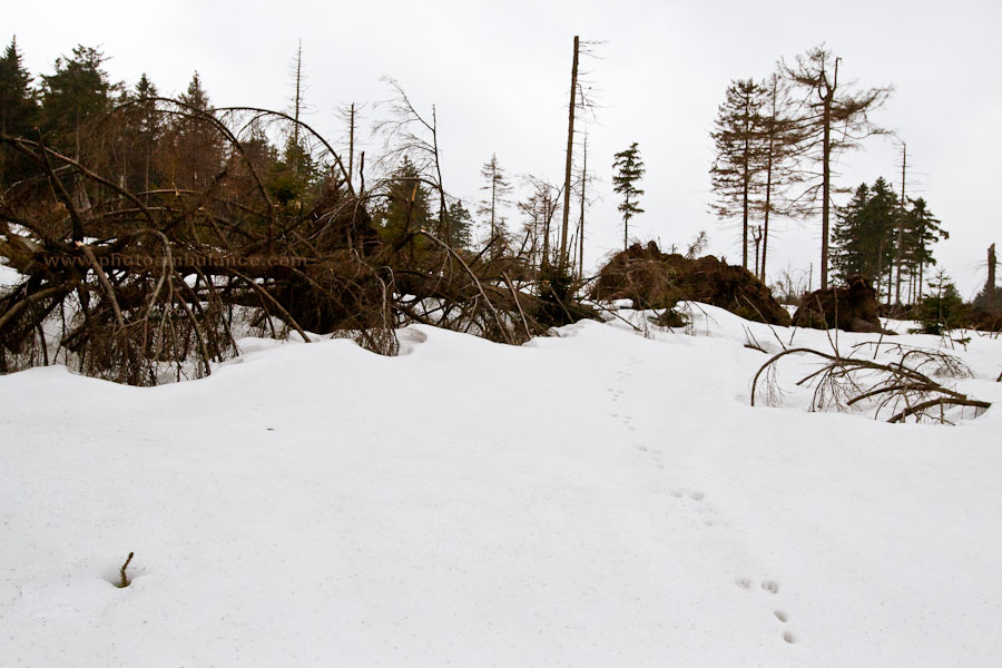 Harz III - ... but I'll show you the secret path.